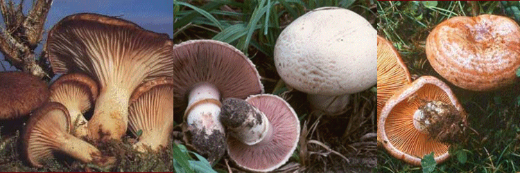 seta de cardo nscalo champion