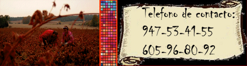 vendimias en la ribera del duero